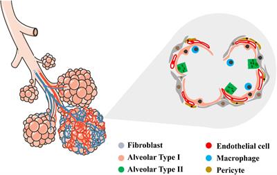 Bioengineering of Pulmonary Epithelium With Preservation of the Vascular Niche